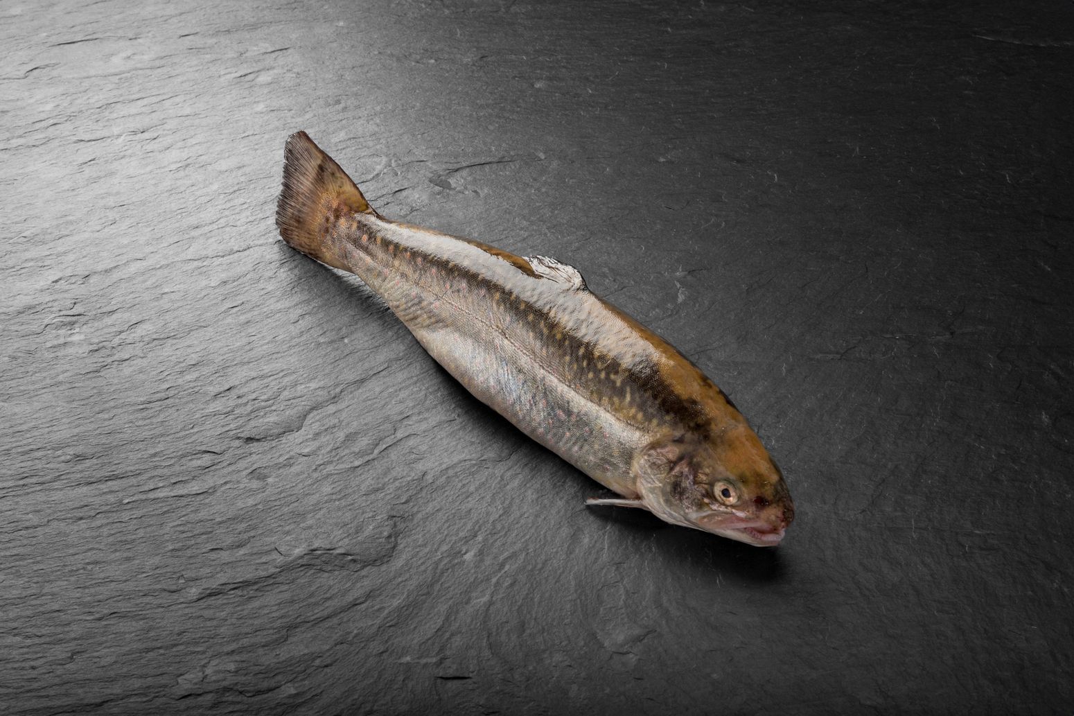 Omble chevalier entier