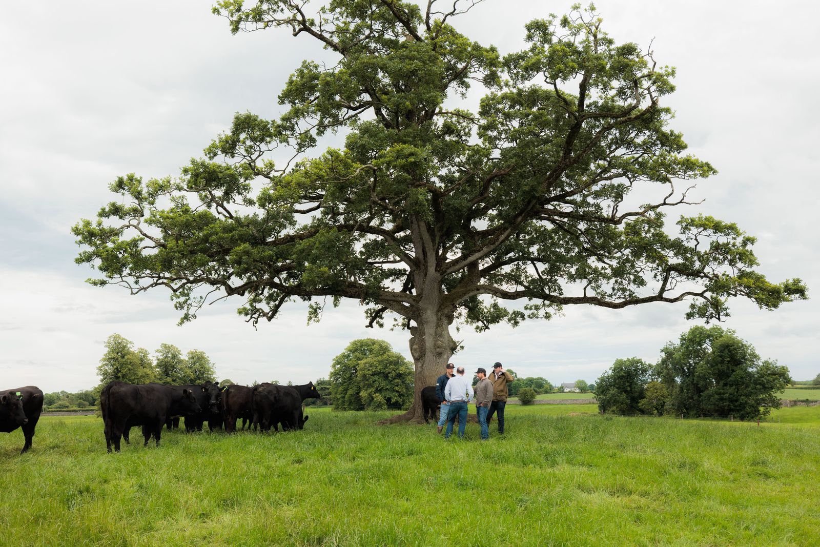 LUMA-Irland2025-allink_H8A7517