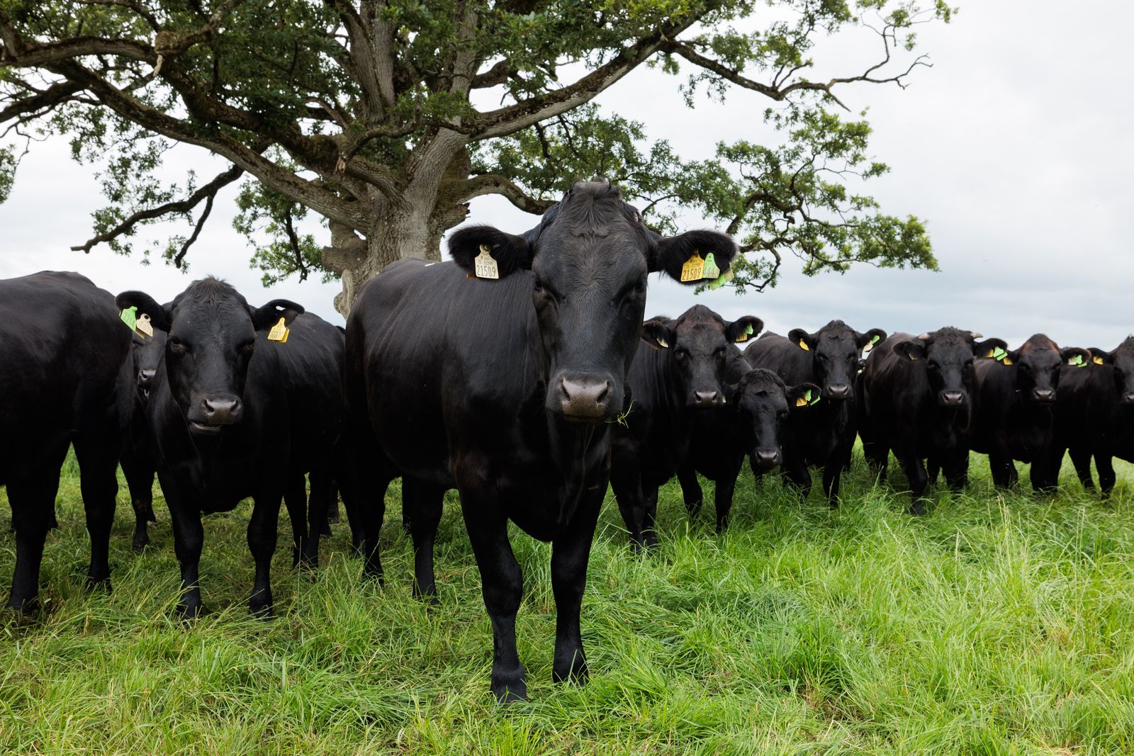 LUMA-Irland2025-allink_H8A7546