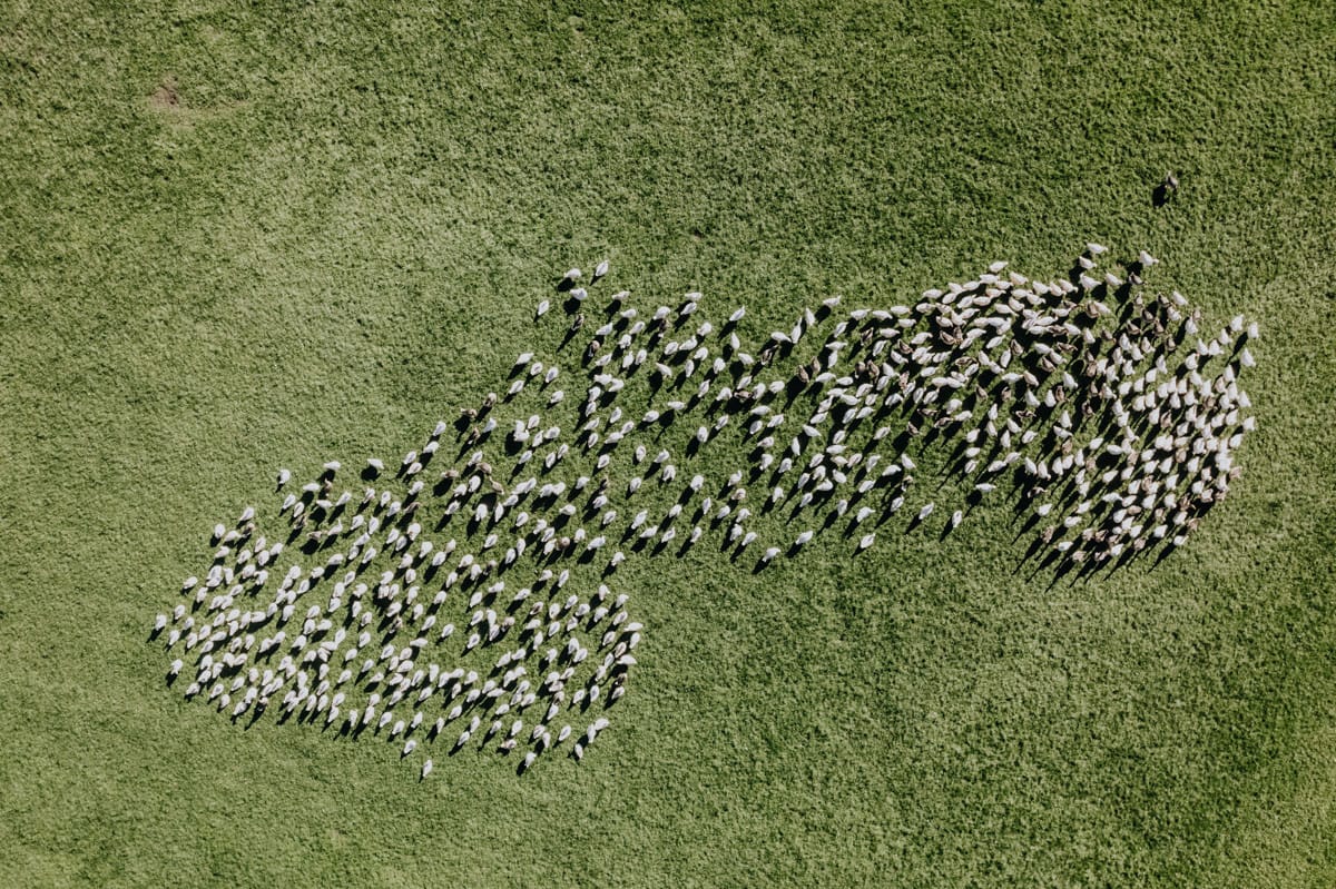 LUMA-weihnachtsgans-bestellen-003_low_AvZmC1W