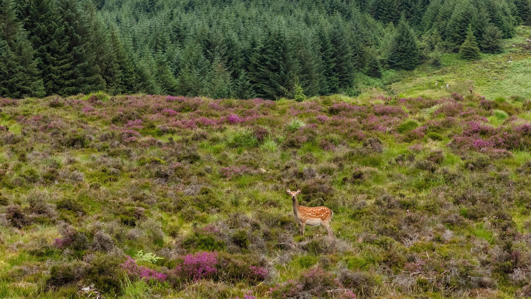 Luma-Irland-allinkDJI_20250630135253_0880_D