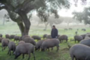 2022-LUMA-spanien-pata-negra-005_low