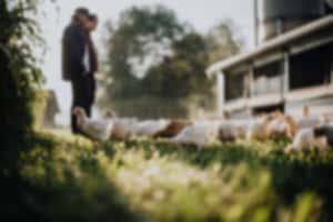 ribelmais-chicken-story-006_low