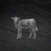 Kalb