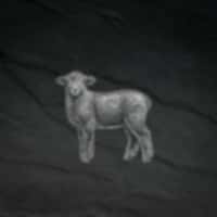 Agneau
