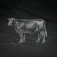 Bœuf