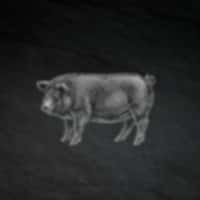 Porc