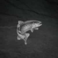 Fisch